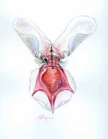 Pterópodo-Cavolinia