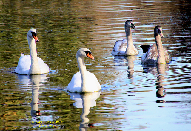 cisnes