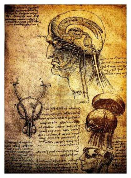 Dibujos anatómicos realizados por Leonardo Da Vinci: un estudio del cerebro humano y el sistema nervioso.