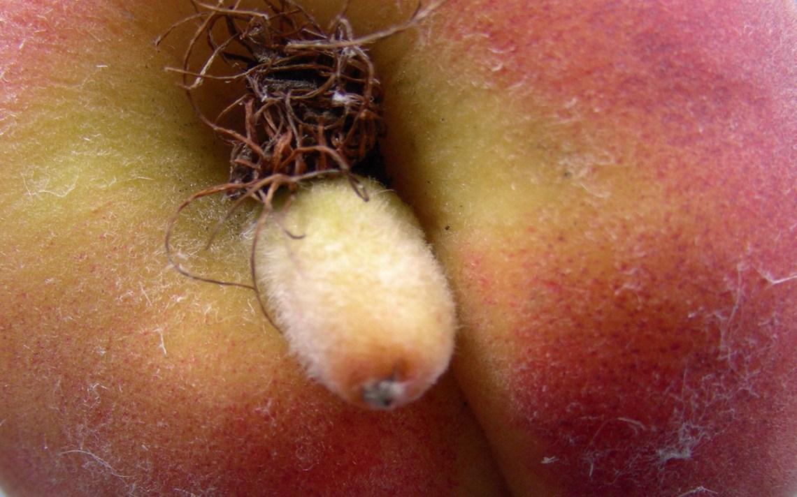 Melocotón Sex 06 50x80 cm.