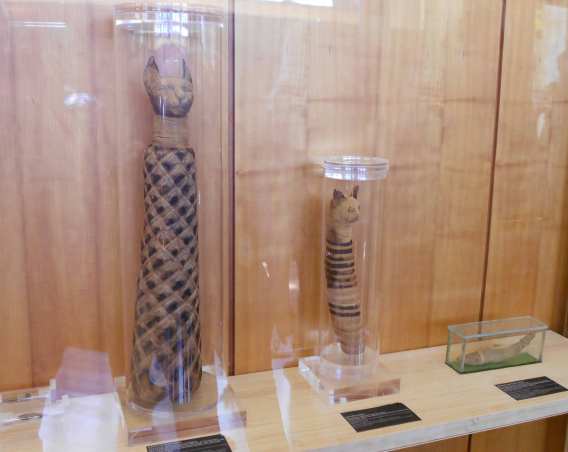 Dos de los gatos momificados que se pueden ver en la exposición. Fotografía de Sergio Jorge. 