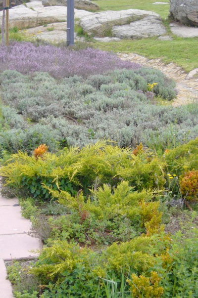 Plantas tapizantes.  Juegos de color, textura y sombra. © Fotografía: José Carlos Sanz Belloso.