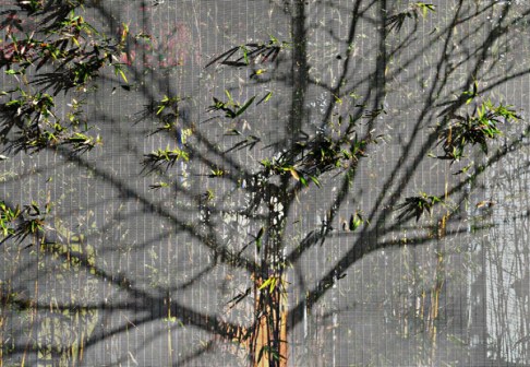 Árbol dibujado con sombras y hojas de bambú. / Ecoterraza. Valladolid. © José Carlos Sanz.