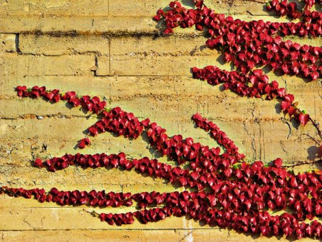 Muro vestido de tapiz rojo. / Cerramiento lateral del Instituto Núñez de Arce al Paseo de Isabel la Católica. Valladolid. © Fotografía: José Carlos Sanz.
