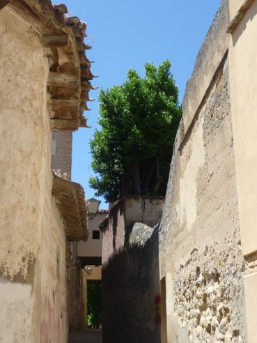 Laureles en asomada. / Callecita que desemboca en la Plaza de Antonio del Águila, aledaña a la Catedral de Zamora. © Fotografía: José Carlos Sanz.