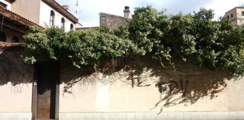 Trepadora “retrepándose” sobre una tapia. / Calle Trilingüe. Salamanca. © Fotografía: José Carlos Sanz.