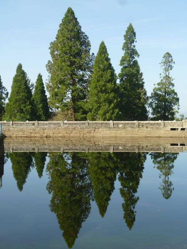 Coníferas reflejadas en el estanque. © Fotografía: José Carlos Sanz Belloso.