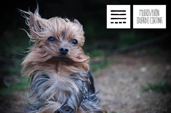 TESLA 12 / 2016 (Eduardo Cortina y Mucrovisión). El cartel es obra de Eduardo Fandiño.