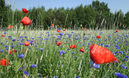 Acianos, centeno y amapolas. © Fotografía de Piotr Kamionka (123rf.com, fotografías libres de derechos)