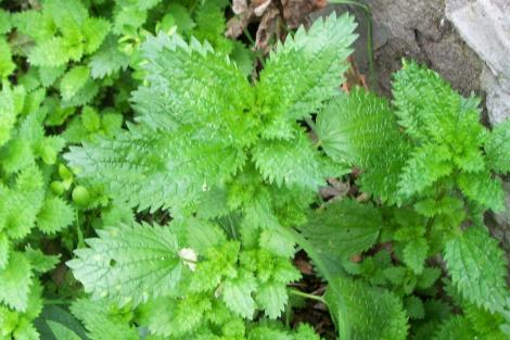 La sabiduría de las ortigas.