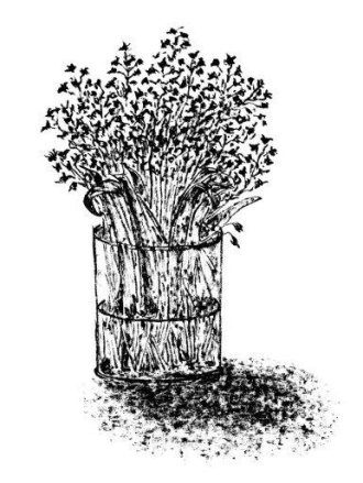 © Ilustración: Avelino Fierro.