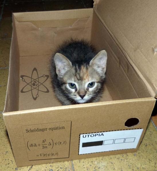 Recreación de la paradoja de Erwin Schrödinger con la gatita Runa.
