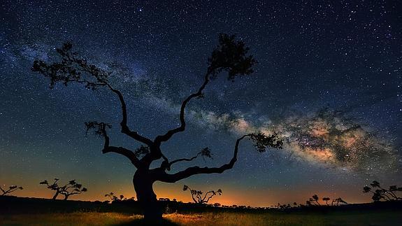 Silueta de un roble contra un cielo en el que puede apreciarse la Vía Láctea. © Fotografía: César Vega (Efe).