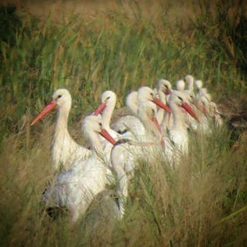 Fotografía: Felipe Zapico Alonso.