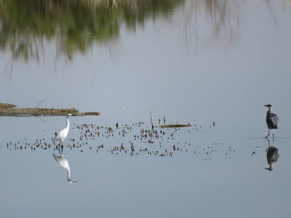 14642126_10209821844519311_7851632801032620279_n