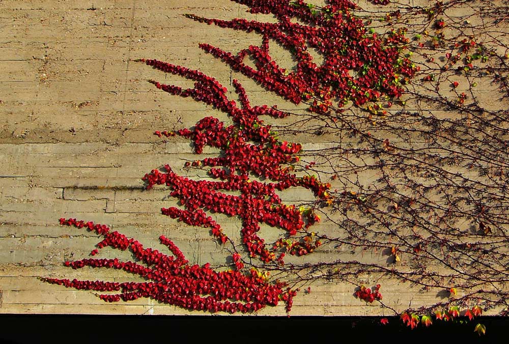 "Escrito en un muro". © Ilustración: José Carlos Sanz Belloso.